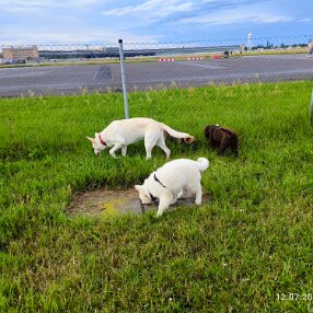 IMG_20240712_173850