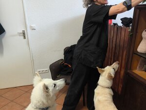 Beim Hundefriseur