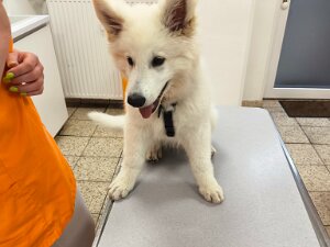 Beim Tierarzt