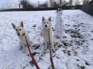 Der erste Schnee