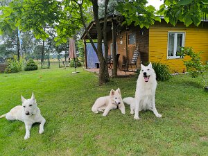 Finja